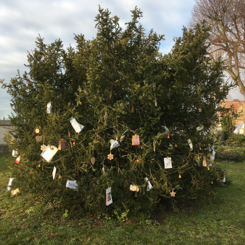 Weihnachtsbaum_draussen_Pechau_2020-800.png